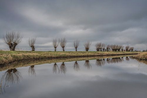 Willow trees in a row near the Frisian village Sybrandahuus