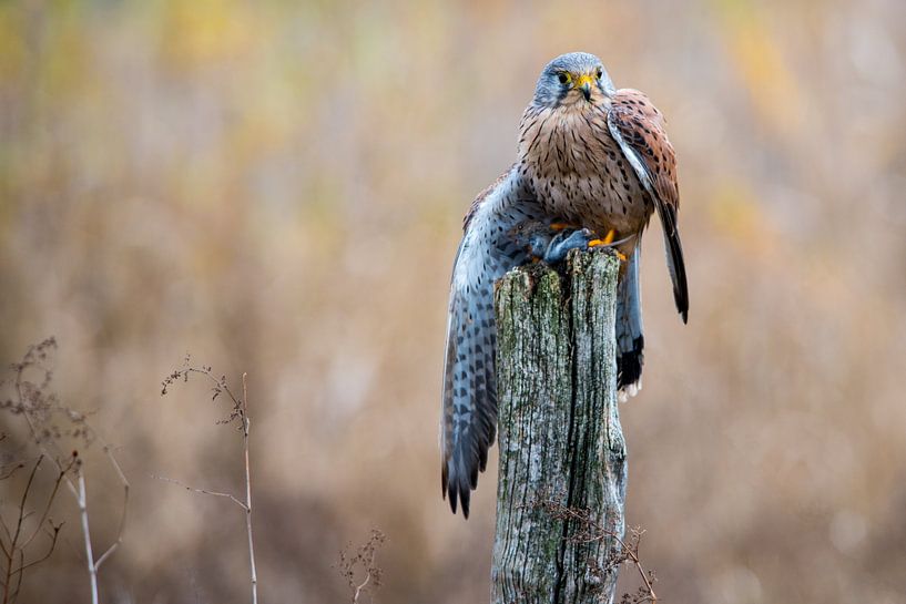 Kestrel by Diane Jordan