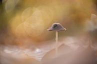 Dromerige paddenstoel van Alexandra Bijl thumbnail