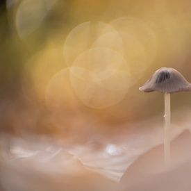 Dromerige paddenstoel von Alexandra Bijl