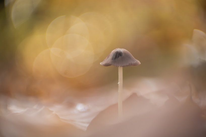 Dromerige paddenstoel van Alexandra Bijl