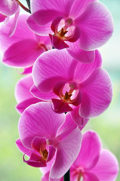 Pink Orchids van Ioana Hraball