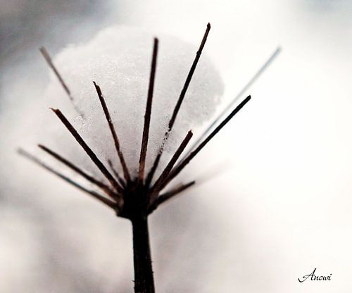 Schneeblume