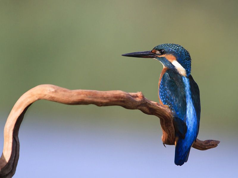 Der blaue Fischer von Amnon Eichelberg