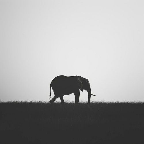 Silhouet van olifant in zwart-wit