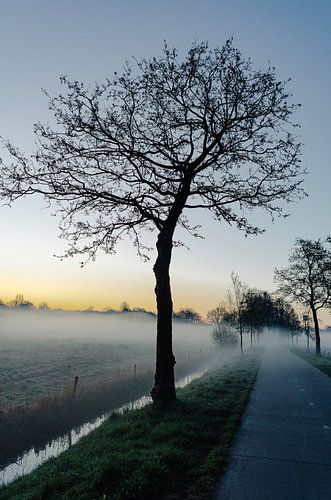 Boomkroon in ochtendgloren met grondmist