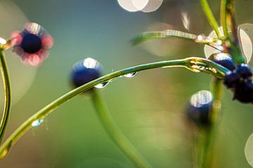 Les gouttes d'eau jouent avec la lumière sur Patricia Rennenberg