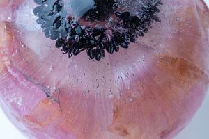 Blüte der Anemone inEiskugel 3