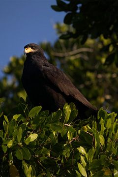 Faucon noir | Oiseau de proie | Mexique | Faune sauvage sur Kimberley Helmendag