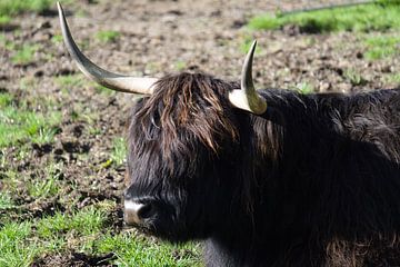 schotse hooglander van joyce kool