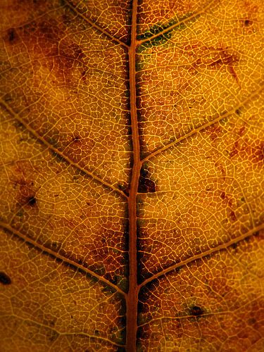 Orangefarbener Herbst