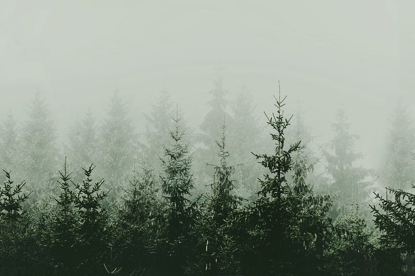 Mountain Forest Green by Monika Strigel