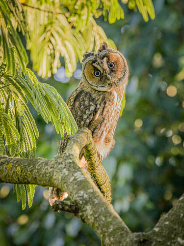 Un jeune hibou moyen-duc t'observe depuis l'albizia