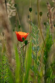 Poppy by Kimfaesdesign