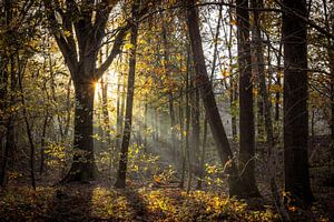 Forêt du soleil levant Roeivijver Drunen