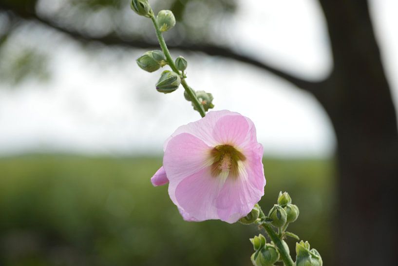 Hollyhock by Frank Schneider