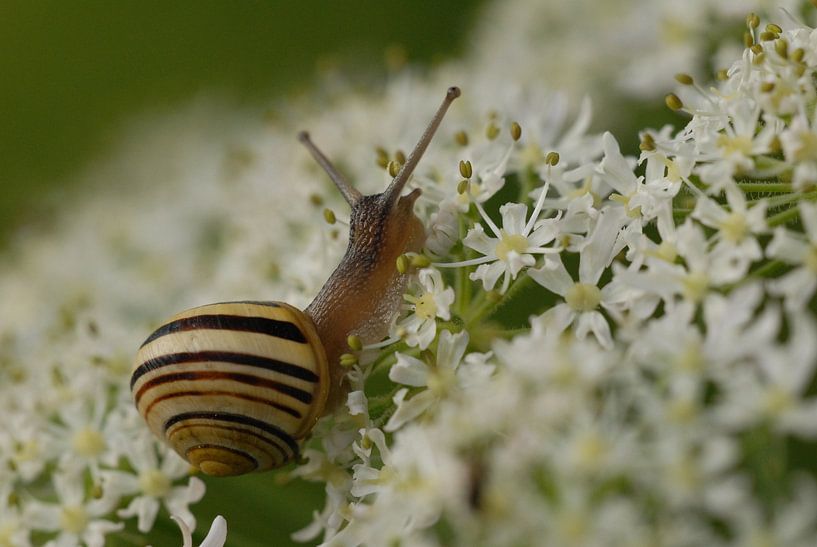 Grove snail by Rafael Delaedt
