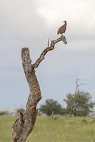Wachturm im Kruger Park, Südafrika