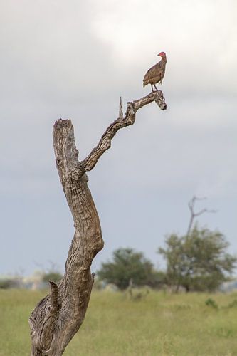 Uitkijktoren in krugerpark, zuid afrika
