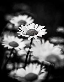 Zwart wit foto van een madelief