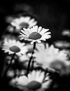 Zwart wit foto van een madelief von Arnold Loorbach Photography