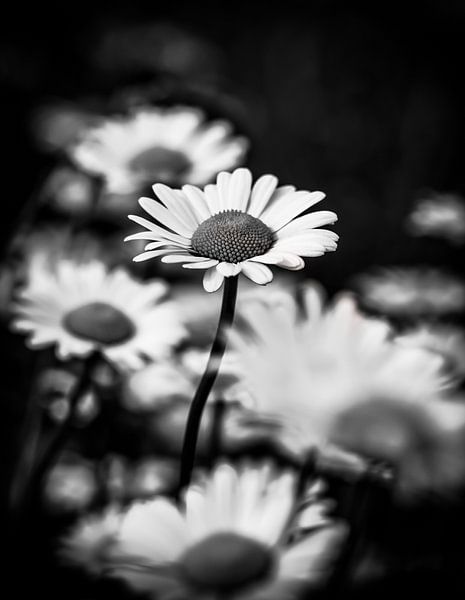 Zwart wit foto van een madelief par Arnold Loorbach Photography