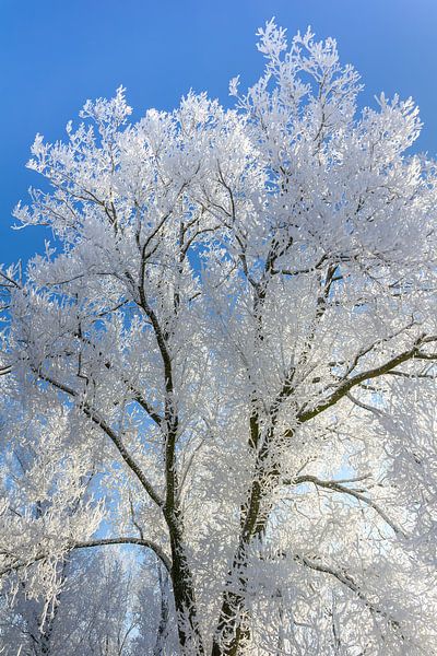 Tree in winter, Netherlands by Adelheid Smitt