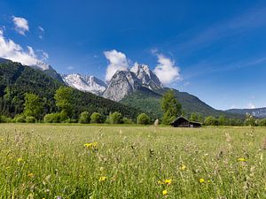 Frühlingswiese mit Bergblick im Werdenfelser Land, Garmisch-Partenkirchen