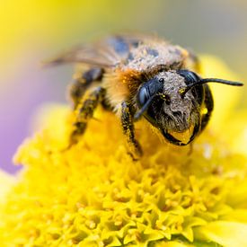 Pollen Snoeper sur DaphnesEquiphotography