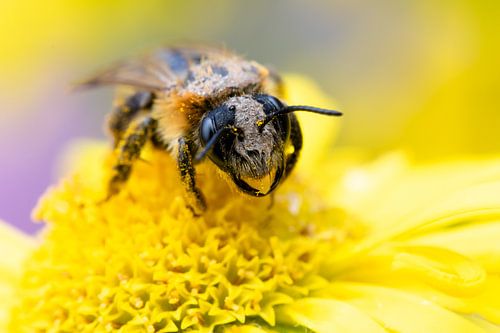 “Gouden Moment in Detail”