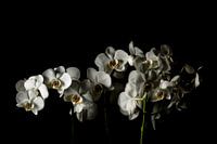 Witte orchideeën
