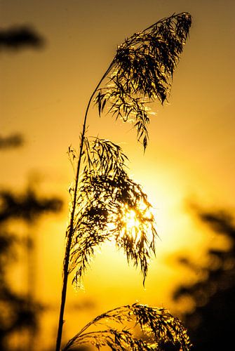 Een tak in het avondlicht