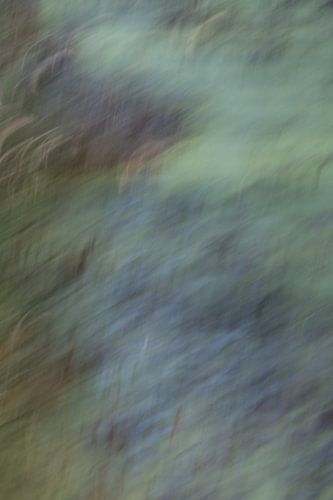 swaying grasses along the water