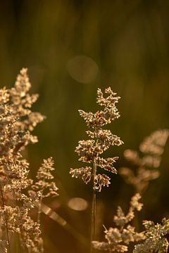Gras in de ondergaande zon, landelijke natuurfoto. van Karijn | Fine art Natuur en Reis Fotografie