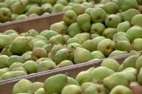 Peren (Doyenné du Comice) in de kist