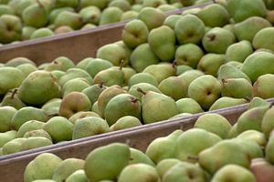 Peren (Doyenné du Comice) in de kist van Marijn Goud