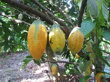 Cacao fruit by Marcio Leite