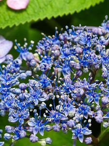 Paarse Hortensia