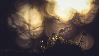 Mushroom