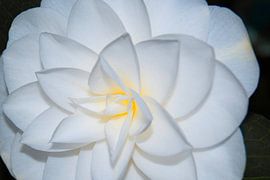 Blanc et pur sur Jolanda de Jong-Jansen