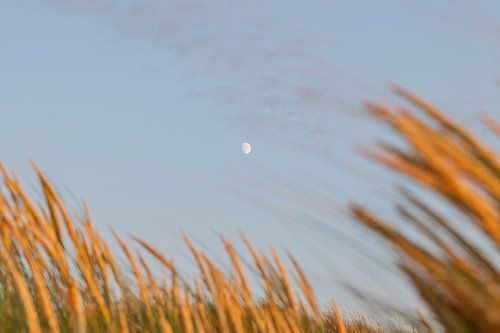 The moon among the reeds