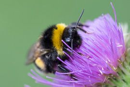 Hommel in distel