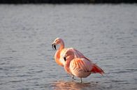 Flamingo van Merijn Loch thumbnail