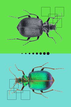 Beetles in symmetry