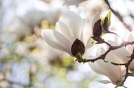 Witte magnolia van Martina Weidner thumbnail