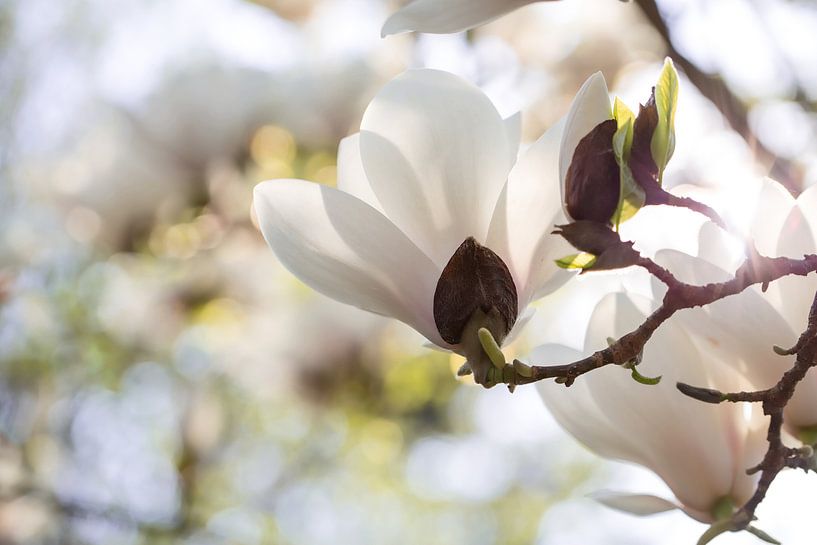 Witte magnolia van Martina Weidner