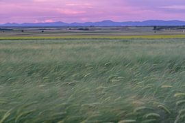 Wheat field in front of Carpathians by AK - Night and Day Photography