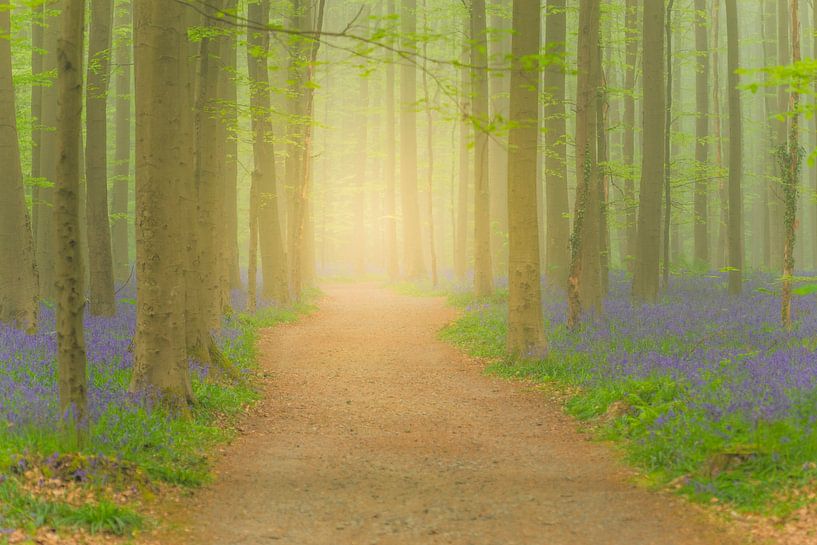 Pad in een hyacintenbos met bloeiende bloemen op de bosgrond van Sjoerd van der Wal Fotografie
