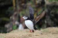Macareux moine aux ailes déployées