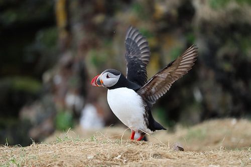 Macareux moine aux ailes déployées